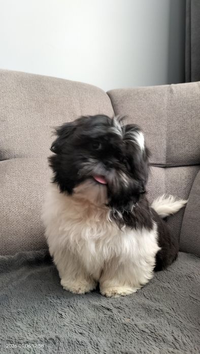 Shih Tzu piesek czarno biały