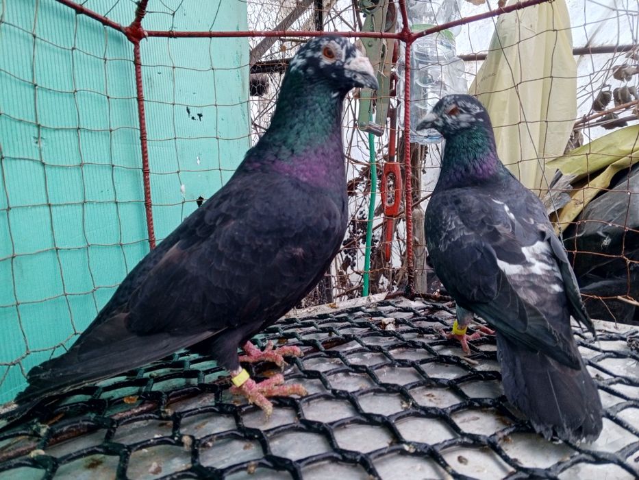 Mulemans Mulemansy para ptaki gołębie ozdobne