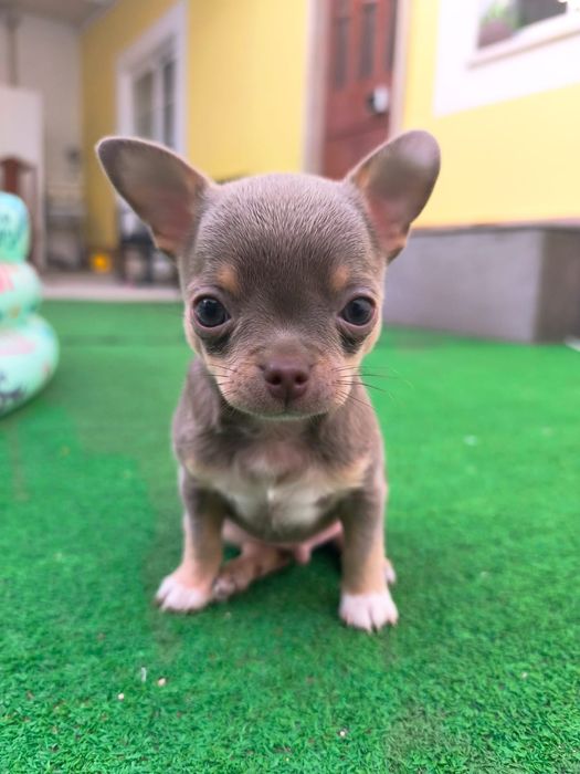 Chihuahua de pêlo curto | Cor Rara