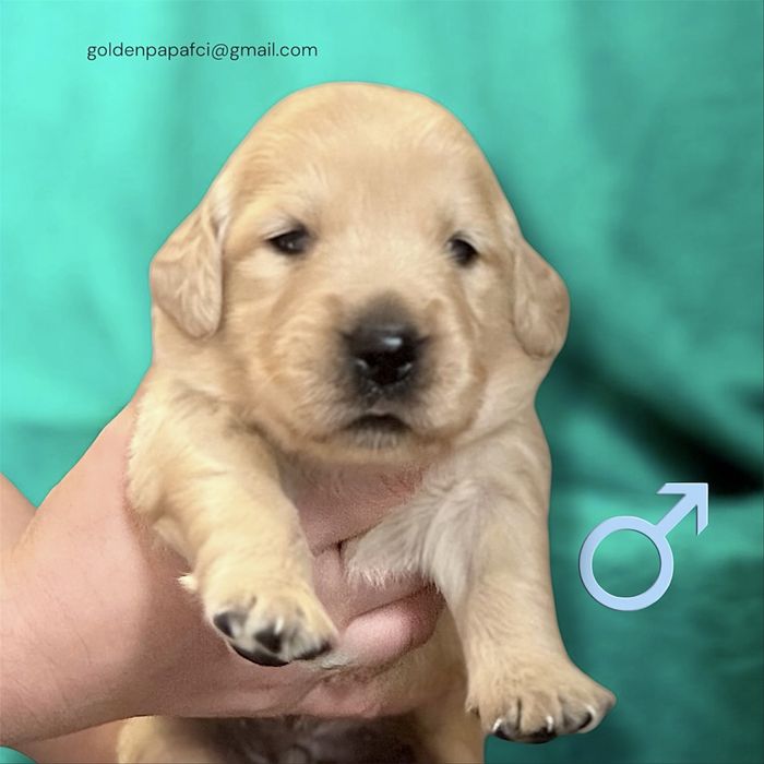 Golden retriever ZKwP/FCI linia amerykańska