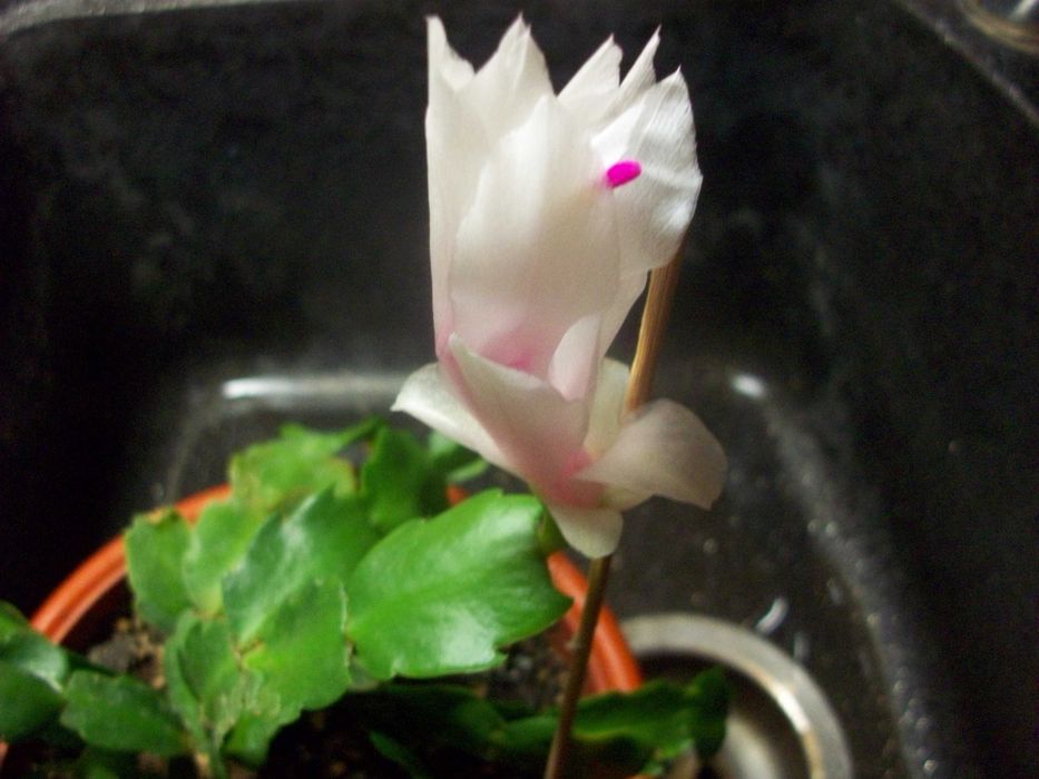 Зигокактусы Декабрист Шлюмбергера Пасхальник СегментыКомплект 10сортов