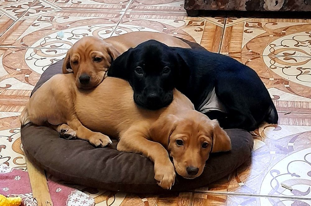 Цуценята спаніель метис