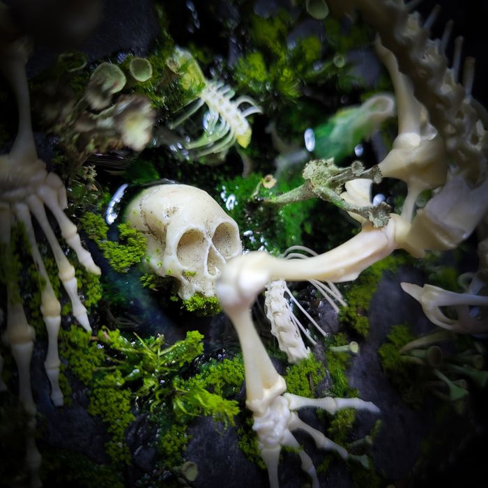 Taksydermia szkielet ropuchy