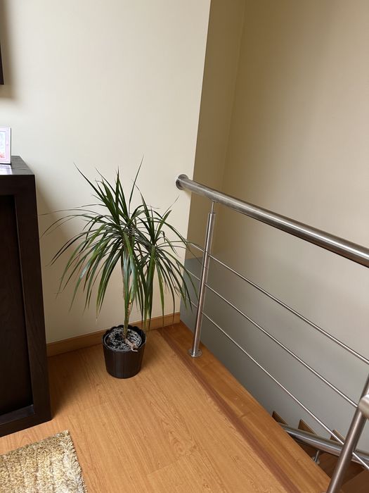 Planta interior elegante com vaso