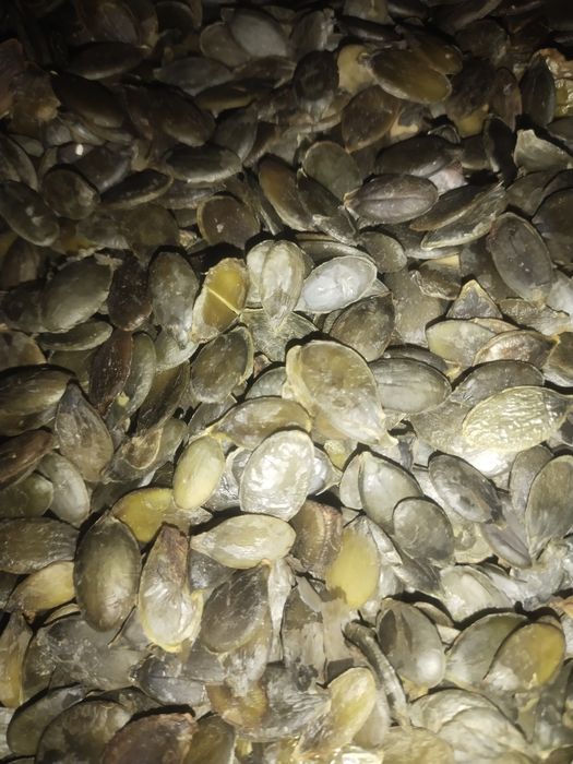 Зернята Голонасінних гарбузів