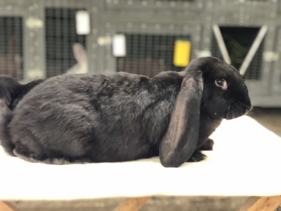 Кролики кролі Французький баран