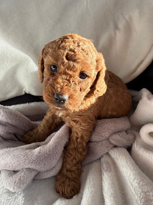 Cockapoo dziewczynka