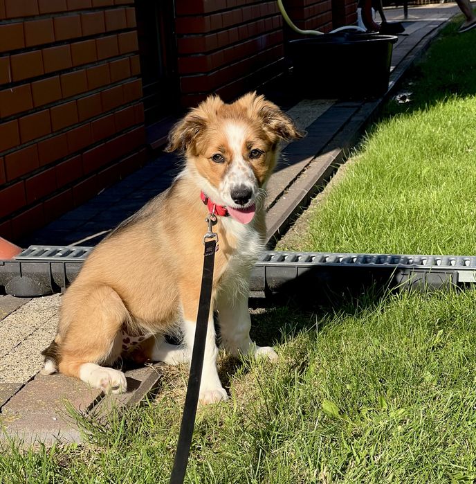 Border Collie - Suczka  Sobolowa (gotowa do odbioru)