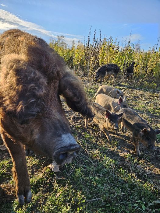 Mięsiwo z Mangalicy słoik 0.5l