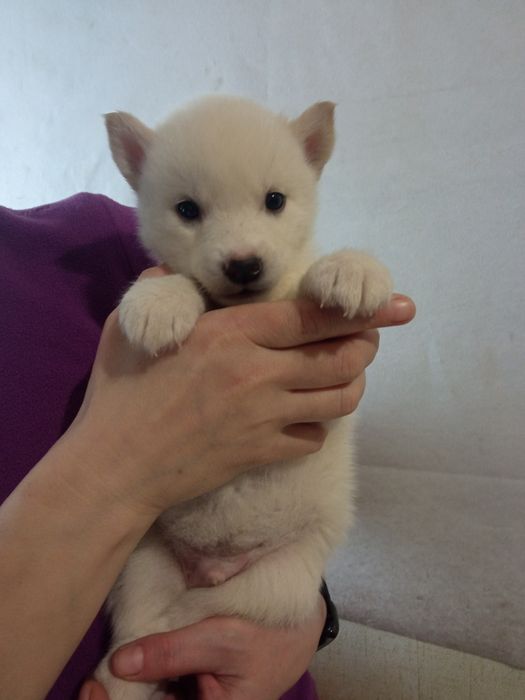 Щенки Сибирский Хаски