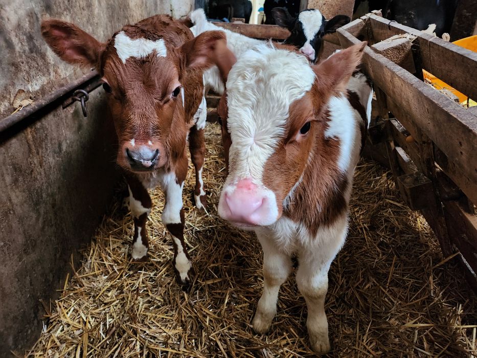 Byczki Jałowka mięsna ciele cielak byk Byczek Brown Swiss bbb