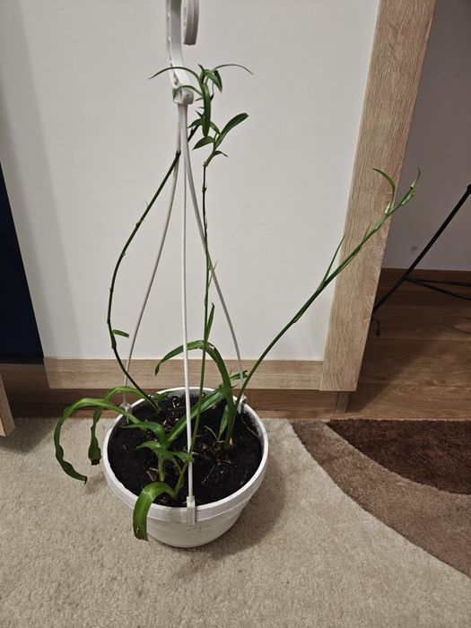 Хлорофітум з дітками