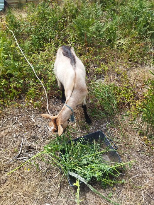 Vendo ou troco por cabras cabra está prenha de raça boa. Ideal para crianças