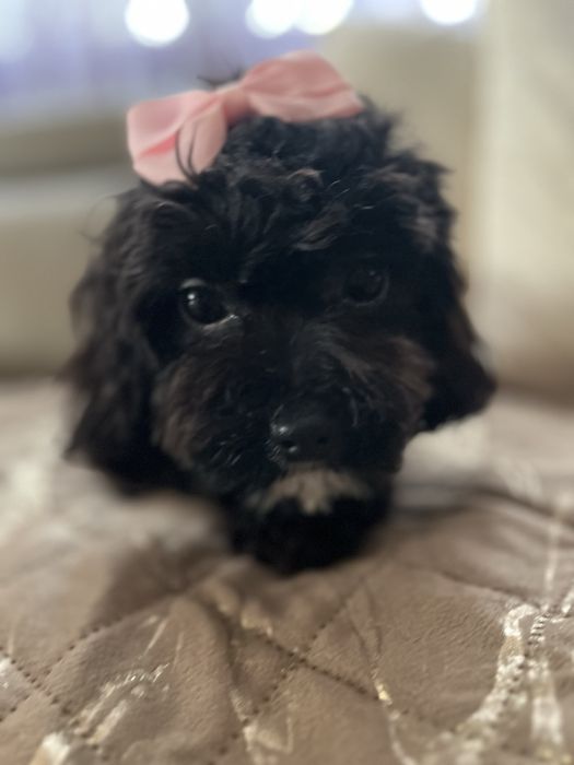 Cudowna suczka cavapoo