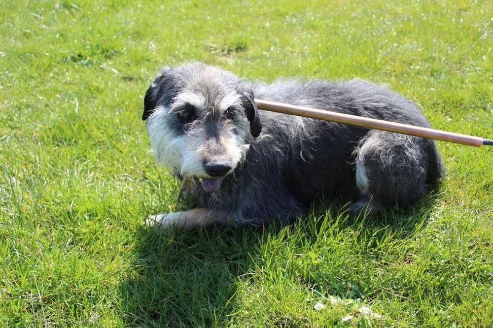 366378 Mumin do adopcji.