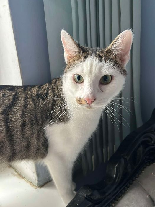 Banjo - młody kocurek spragniony człowieka