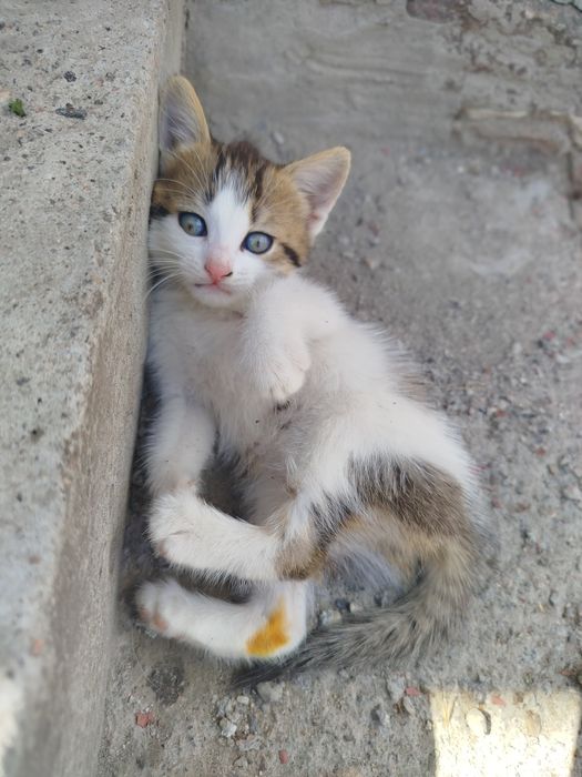 Віддам безкоштовно