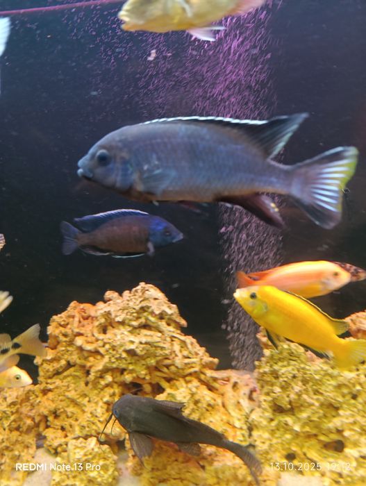 Хаплохромис длиннорылый, ацей итунги