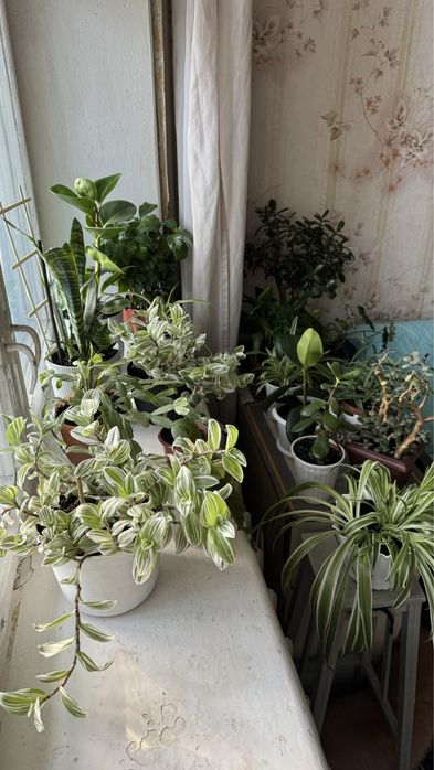 Толстянка денежное дерево традесканция фикус хлорофитум