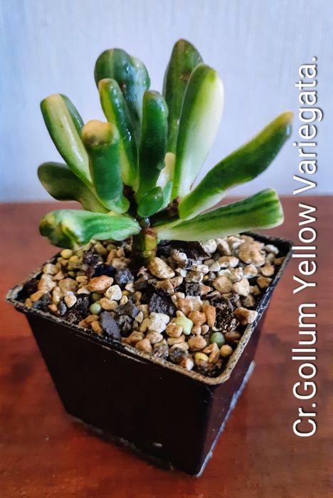 Коллекционные, редкие сорта крассул.