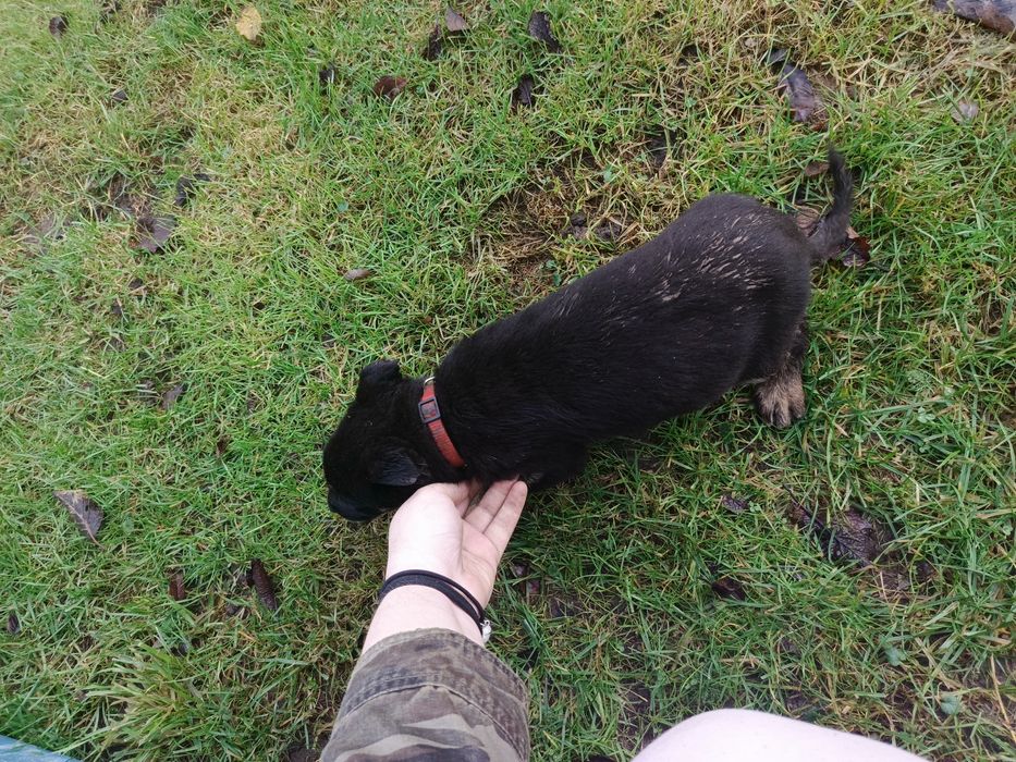 Szczeniaki szukają domu