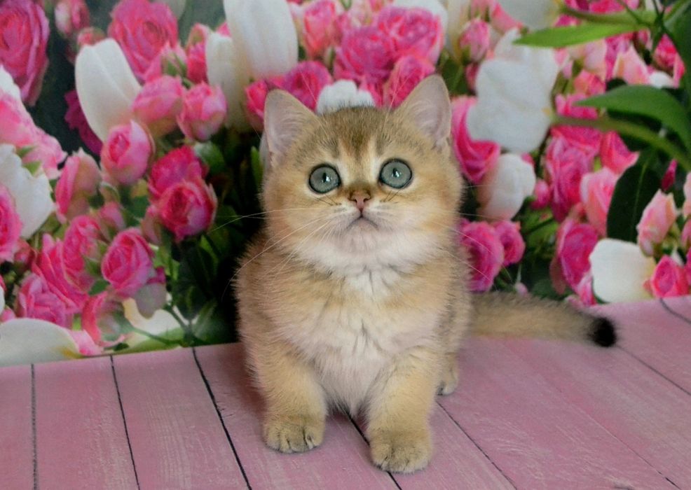 Золотой шиншилла мальчик