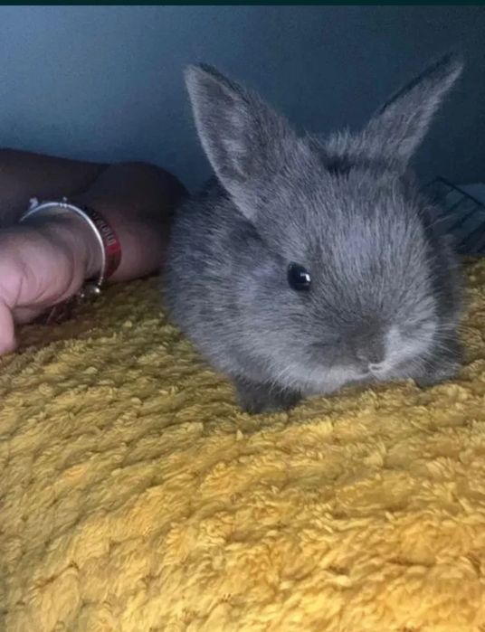 Coelho bebé anão muito meigo vários disponíveis