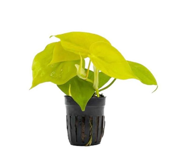 Pack de plantas pothos 3x (Epipremnum) Terrários répteis Paludários