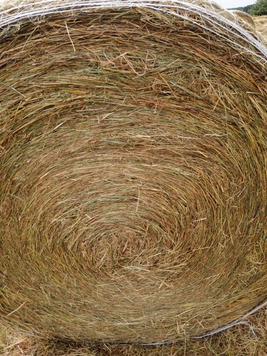 siano baloty z obszaru Natura 2000 załadunek GRATIS