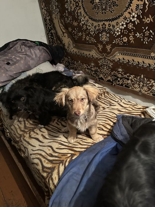 Віддамо цуценя-дівчинку в добрі руки безкоштовно