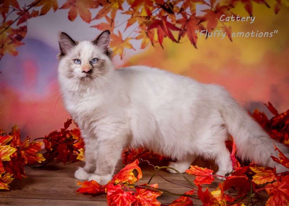 Солоденька мармеладка Марго