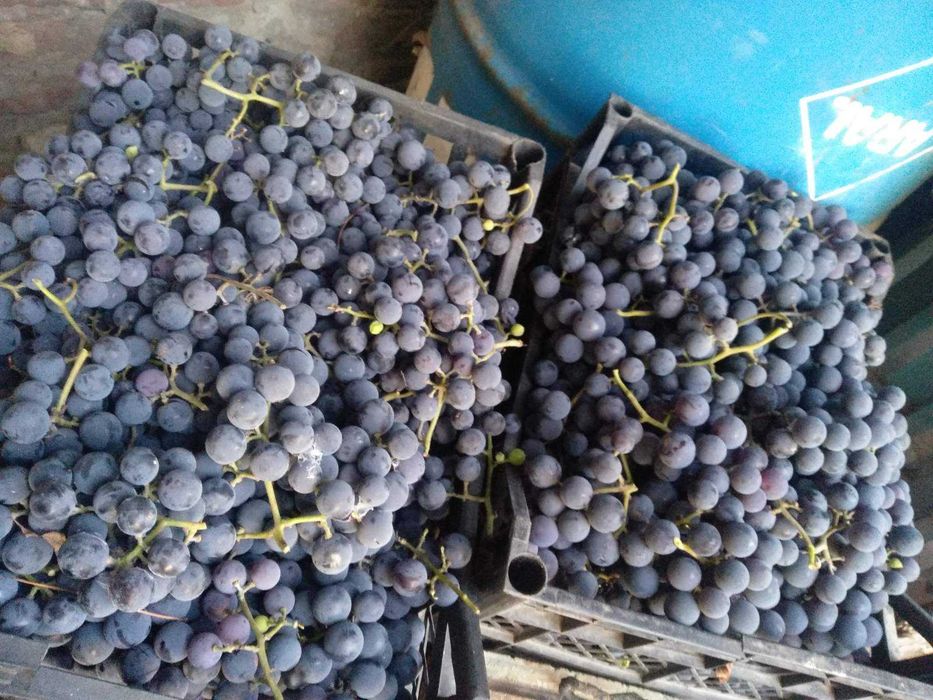 Виноград ізабелла