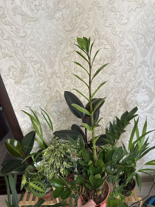 Кімнатні квіти Рослини