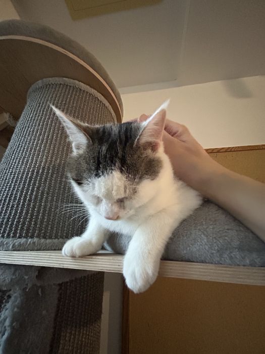 Mlody 6 miesieczny kocurek szuka domu