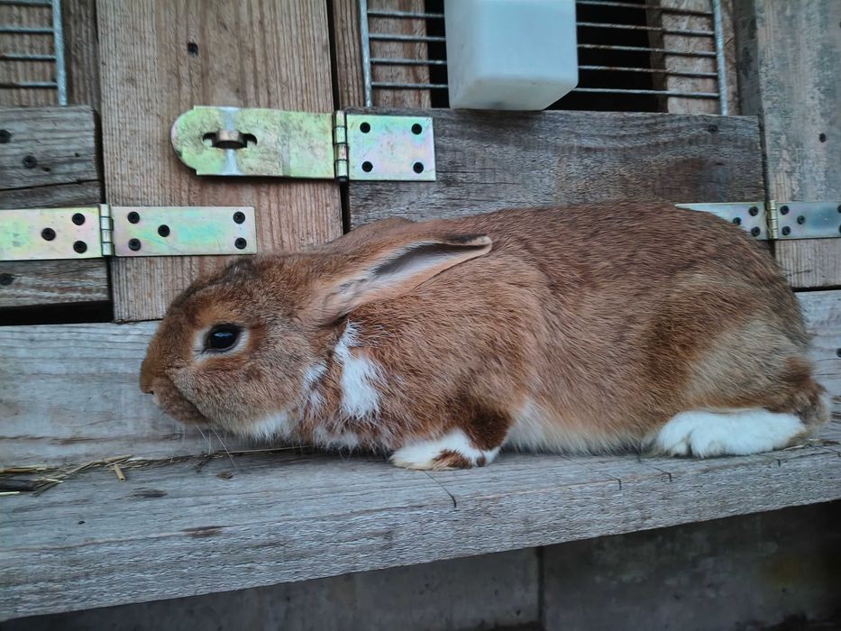 Sprzedam Królika Nowozelandzkie