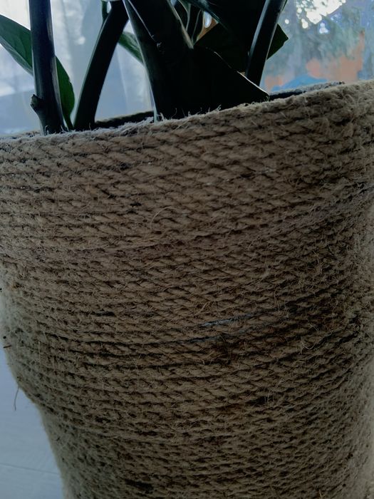 Заміакулькас (доларове дерево)