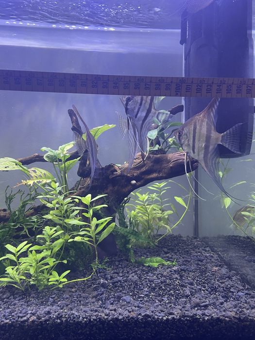 Pterophilum Scalare “Escalares Altum”