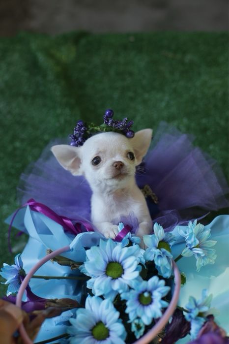 Дівчинка красунька міні