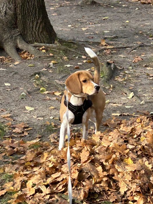 Krycie Beagle Kutno