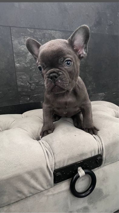 Міні хлопчик, блакитний французік. Доставка Украіна/Европа