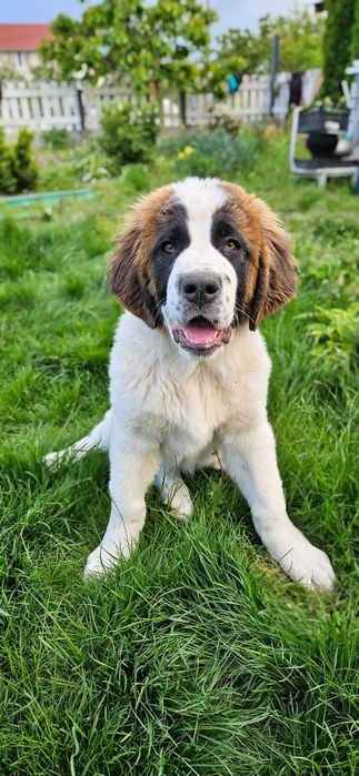 Московська сторожева