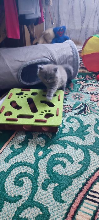 Молі і Макс шукають собі люблячу родину.