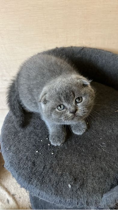 Scottish fold de boa linhagem