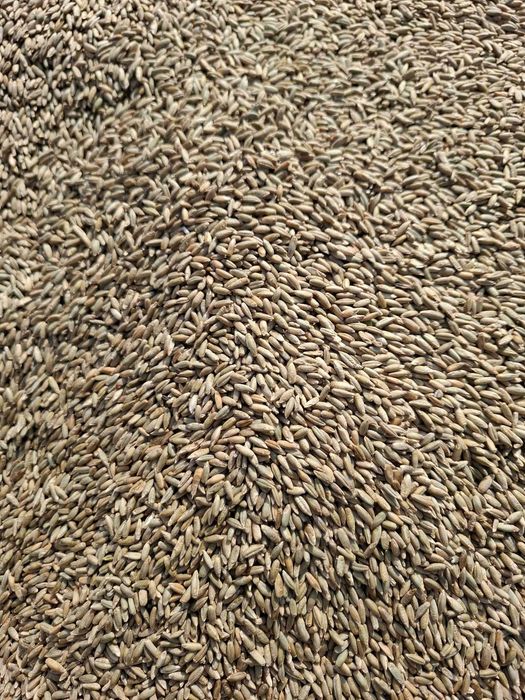 żyto żniwa 2026