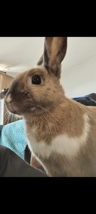 Królik miniaturka samiec 2 latka