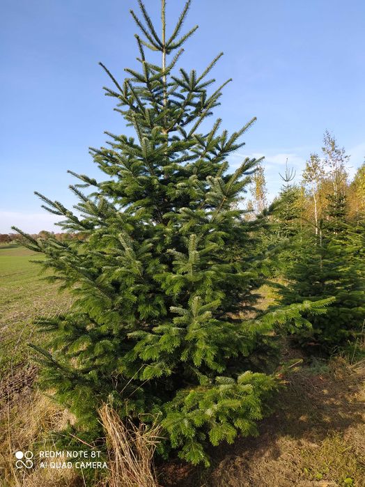 Jodła kaukaska, choinki