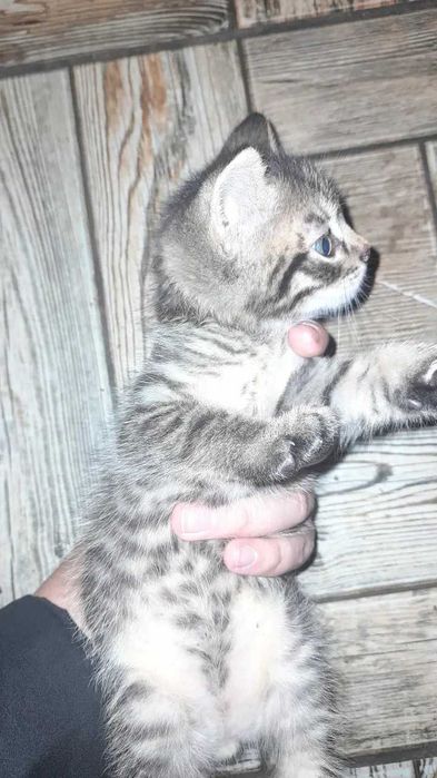 Дуже гарні 2 котики