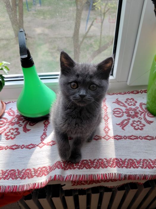 Скотиш страйт девочка