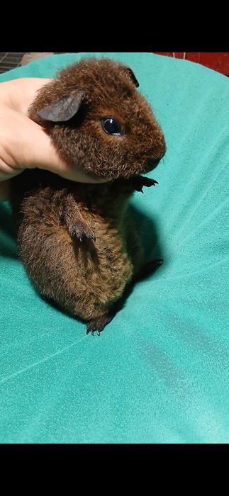 Морська свинка,  тедді