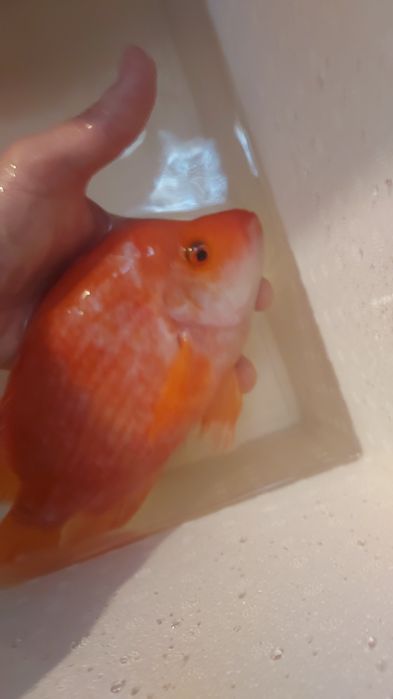 Ciclídeo midas citrinelo